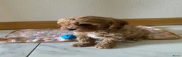 Cavapoo dogs for sale: 🐶💙 1 Boy Remaining F1 Cavapoo 💙🐶 - Advert 2