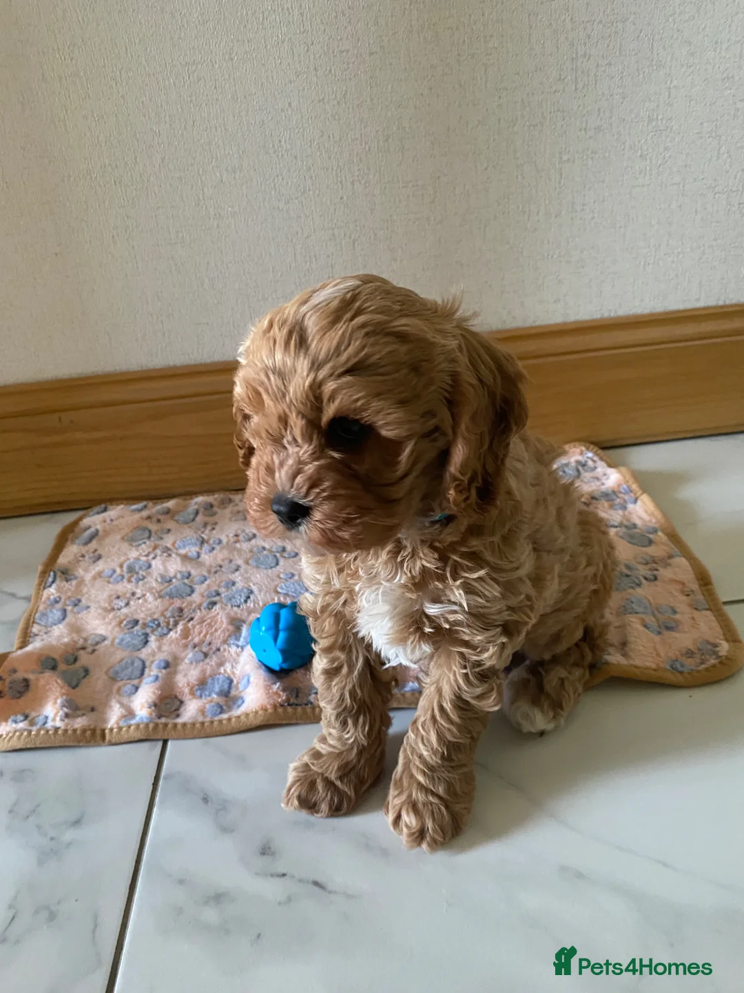 Cavapoo dogs for sale: 🐶💙 1 Boy Remaining F1 Cavapoo 💙🐶 - Advert 2