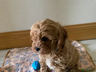 Cavapoo dogs Ready to leave 💙 F1 Cavapoo - Advert 3