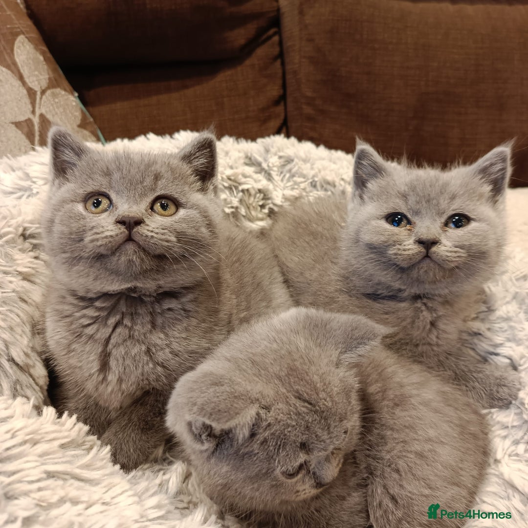 British Shorthair cats for sale: Blue British shorthairs kittens with GCCFpedigree - Advert 7