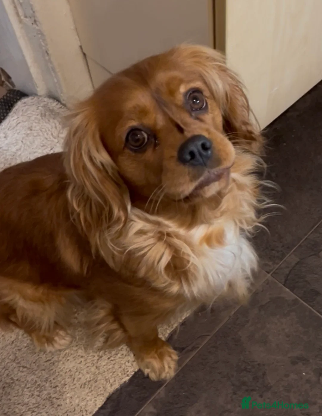 Cavalier King Charles Spaniel dogs for sale: Cavalier king charles puppy in Edinburgh - Advert 1