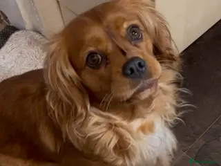 Cavalier King Charles Spaniel dogs Cavalier king charles puppy - Advert 8