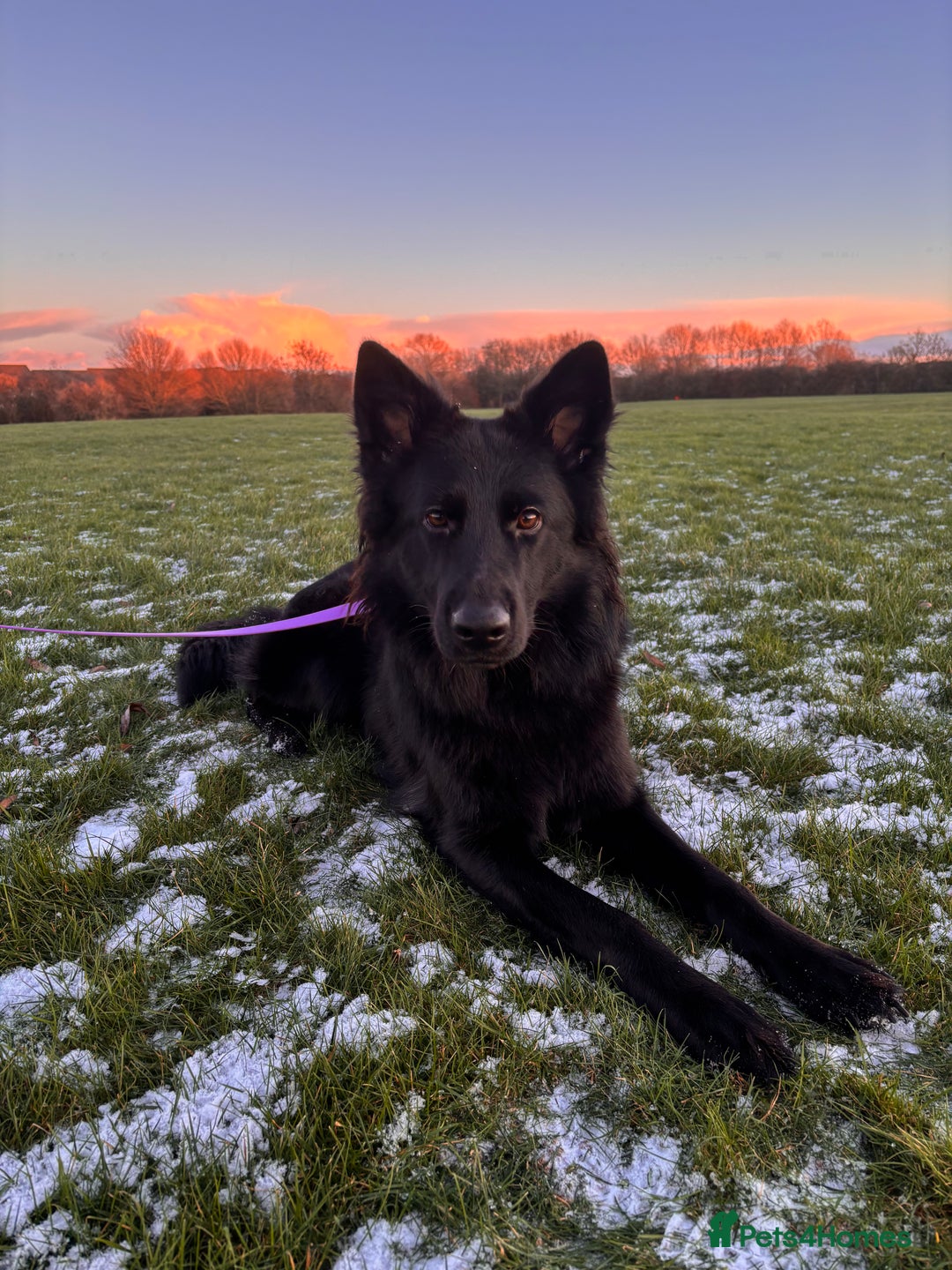 German Shepherd dogs for sale: Long haired gsd NALA - Advert 3