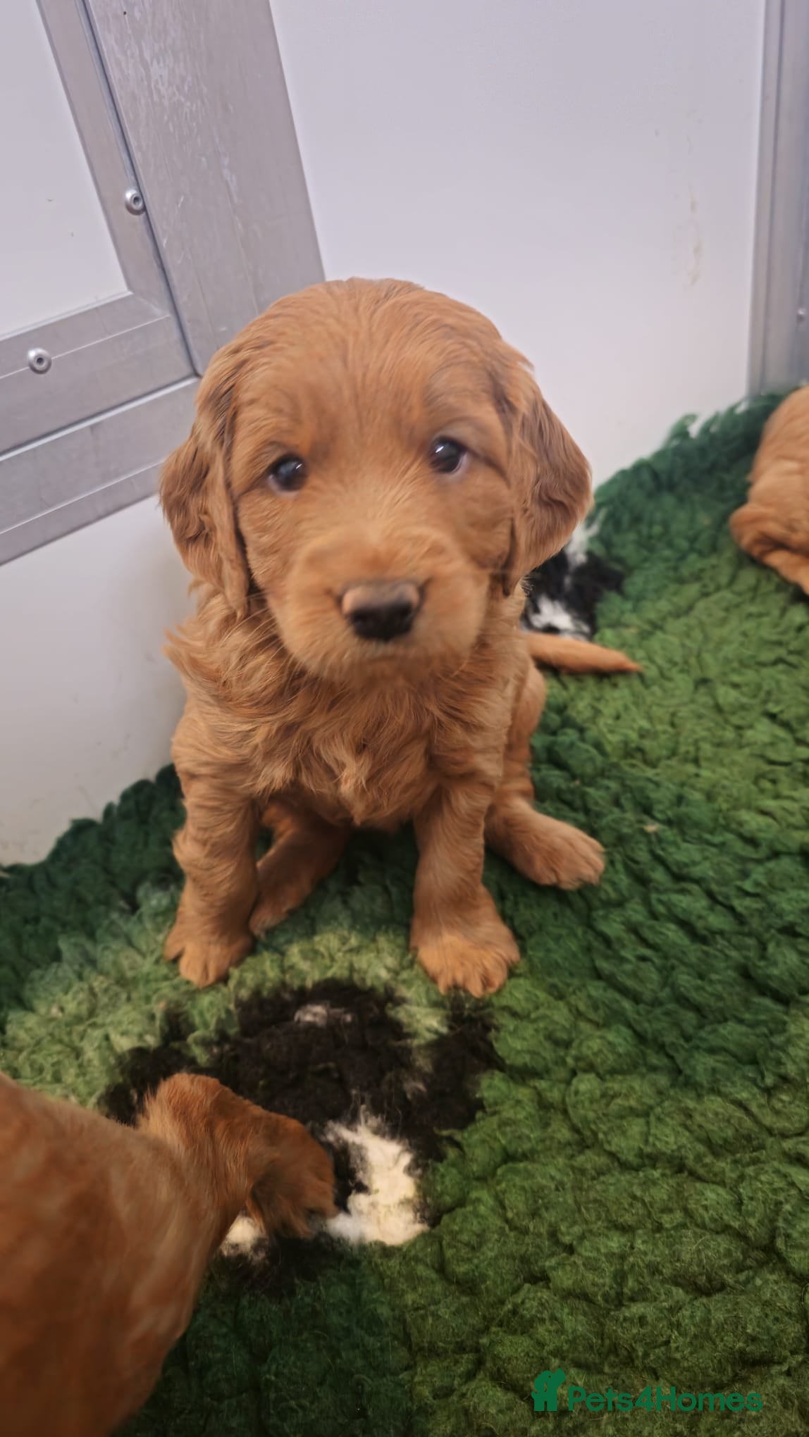 Mini Goldendoodle dogs 1 GIRL AVAILABLE F1 MINi GOLDENDOODLE PUPPIES - Advert 13