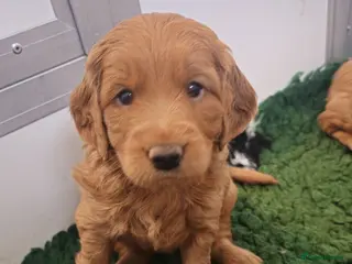 Mini Goldendoodle dogs 1 GIRL AVAILABLE F1 MINi GOLDENDOODLE PUPPIES - Advert 13