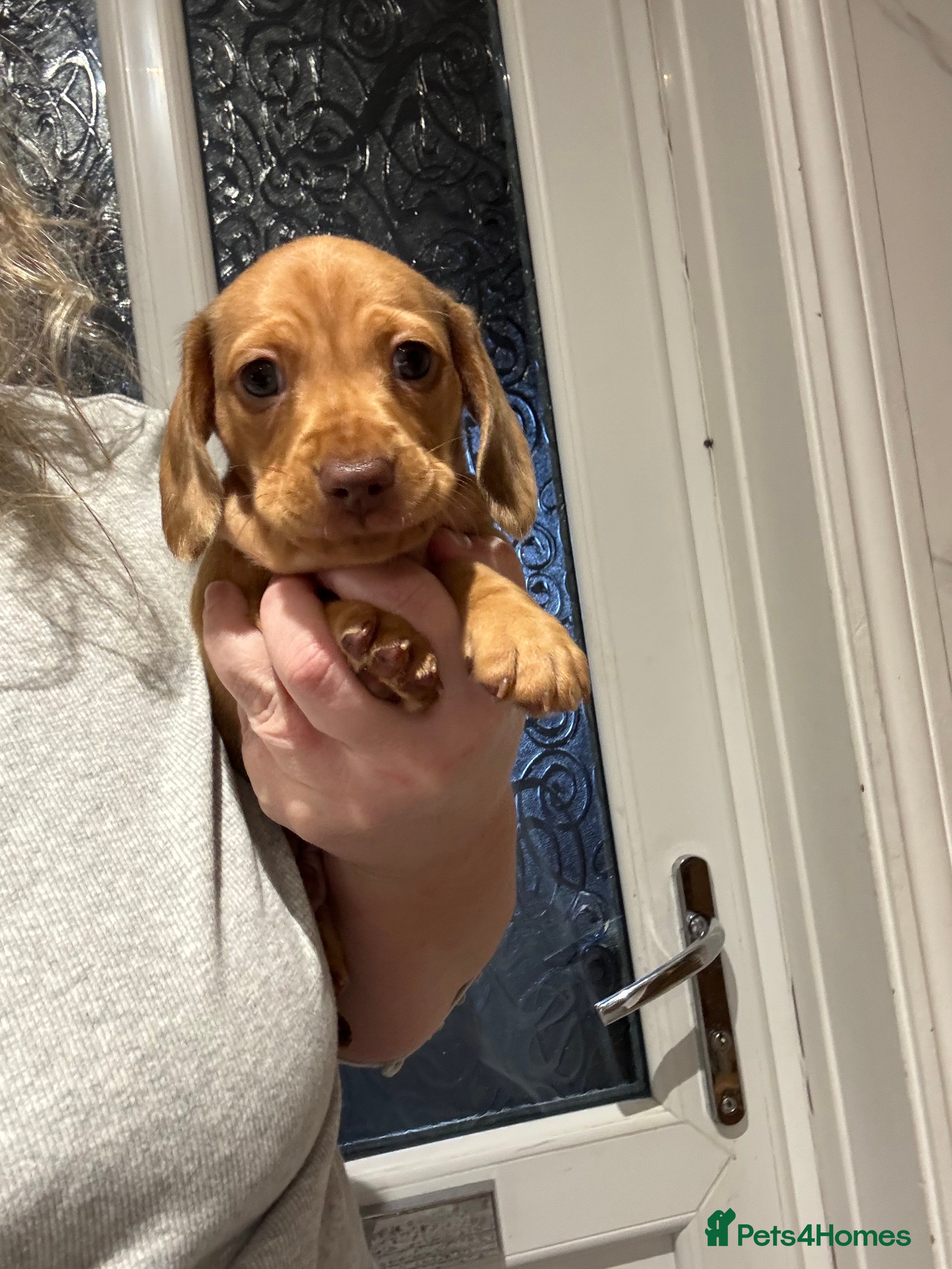 Miniature Dachshund dogs KC registered BOY  - Advert 2