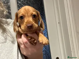 Miniature Dachshund dogs KC registered BOY - Advert 2