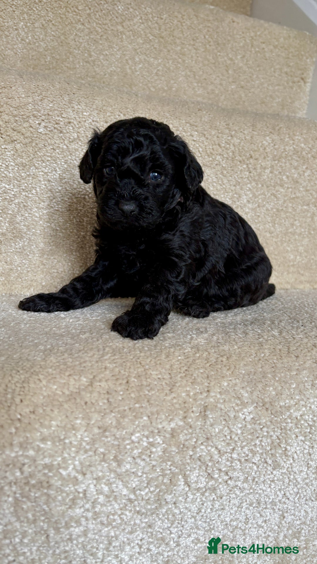 Lhasapoo dogs for sale: ***2 stunning lhasapoos ready this week*** - Advert 10