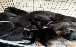 German Shepherd dogs for sale: German Shepherd pups for sale  - Image 12