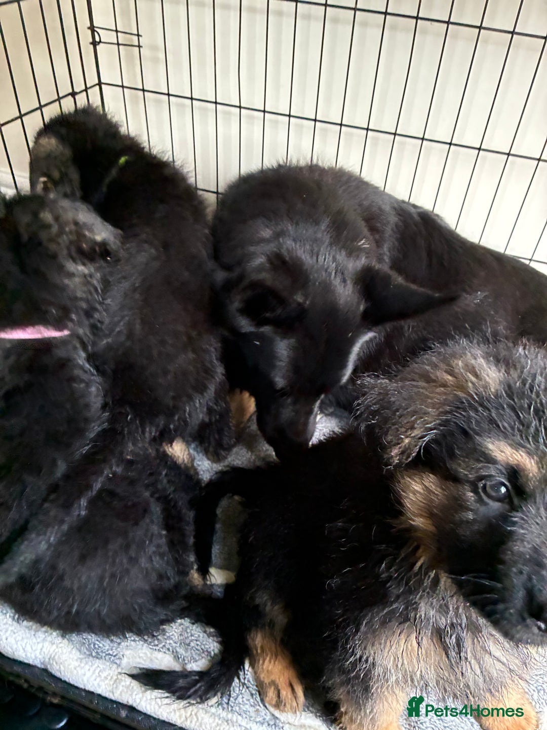 German Shepherd dogs for sale: German Shepherd pups for sale  - Image 12