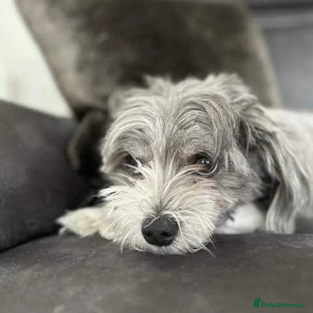 Maltipoo dogs for sale: Bilbo & Archie - Advert 2