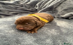 Labrador Retriever dogs for sale: Beautiful Chocolate Labrador Puppies - Image 7