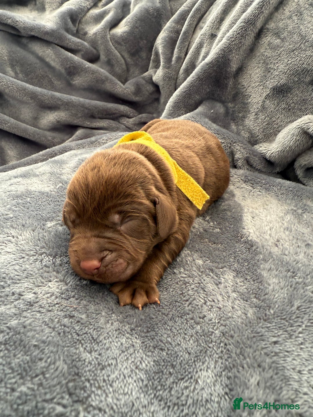 Labrador Retriever dogs for sale: Beautiful Chocolate Labrador Puppies - Image 7