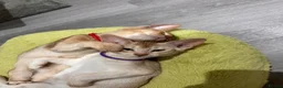 Abyssinian cats for sale: 🐾 Handsome Fawn Silver Aby Boy - ready now  - Advert 6