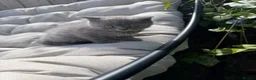 British Shorthair cats for sale: British short haired kittens - Advert 17