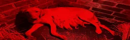 Goldador dogs for sale: Goldador puppies  in Llandeilo - Advert 3