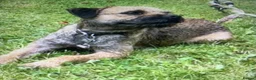 Border Terrier dogs for sale: Healthy Bundles of Border joy  - Advert 29