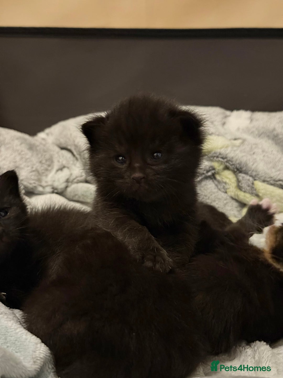 Domestic Shorthair cats for sale: Gorgeous fluffy kittens - Advert 11