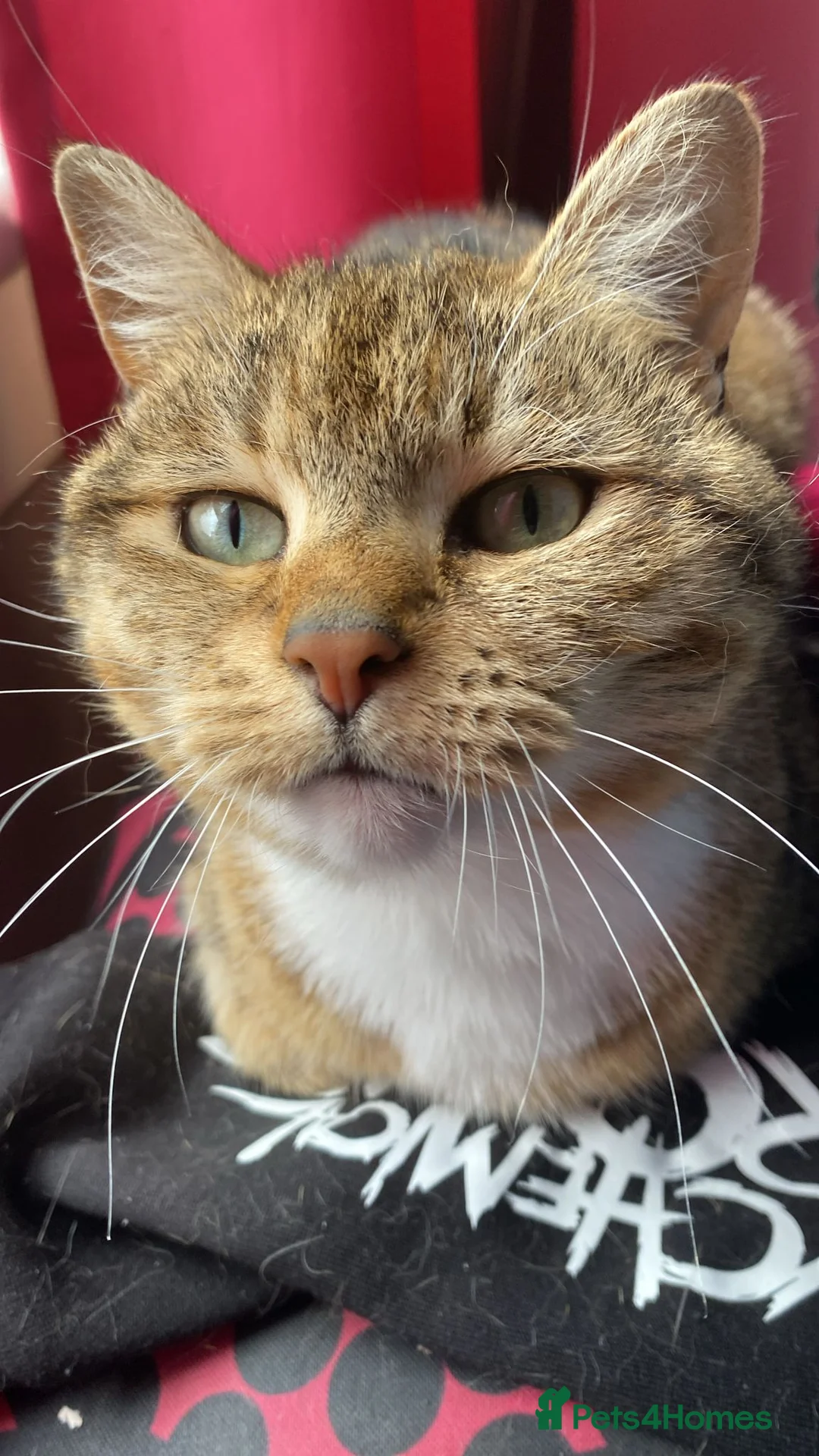 Mixed Breed cats for sale: Luna Cat - Advert 6