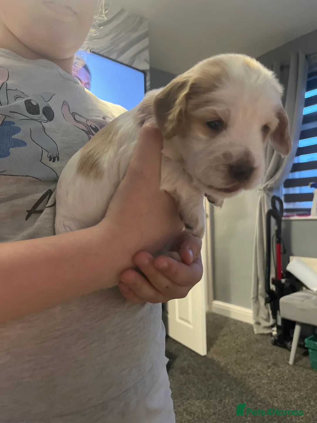 Cocker Spaniel dogs for sale: Cocker spaniel puppies  in Rotherham - Advert 2