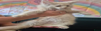 Maine Coon 1
