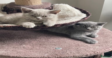 British Shorthair cats - Advert 14