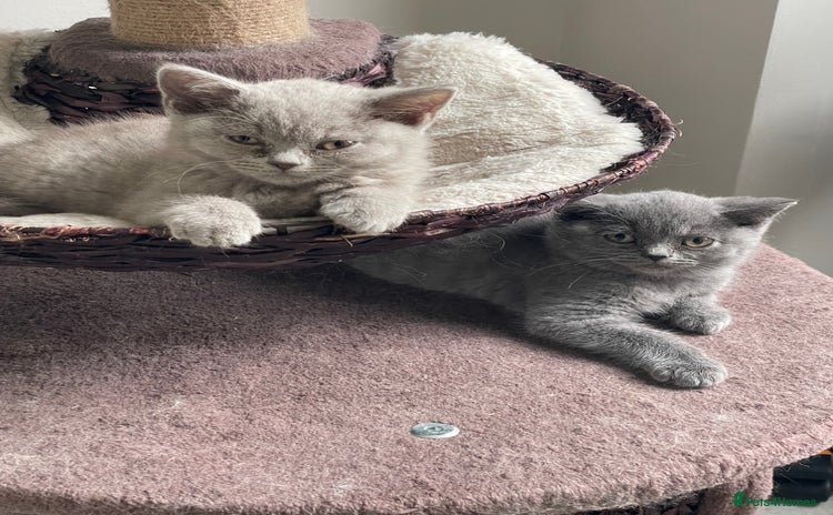 British Shorthair cats - Advert 12