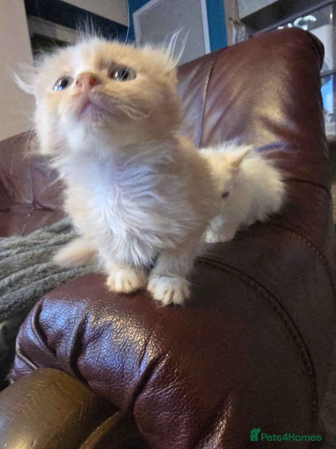 Mixed Breed cats for sale: Beautiful boy and girl  - Advert 8
