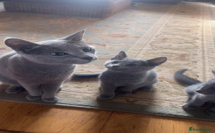 Russian Blue cats - Advert 6