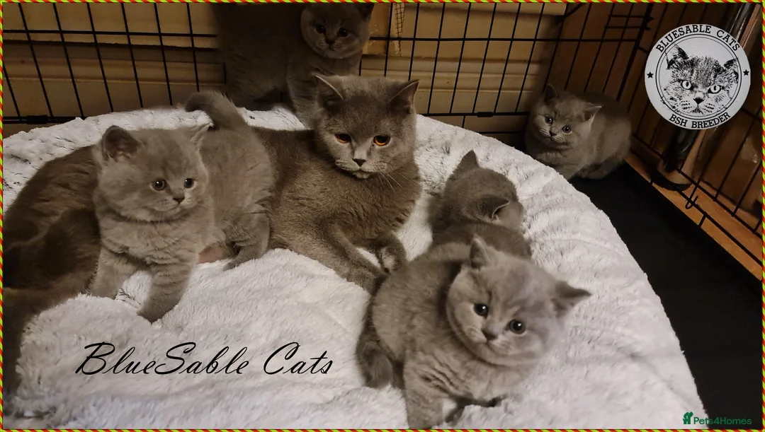British Shorthair cats for sale: Pure Pedigree BSH Kittens - Advert 5