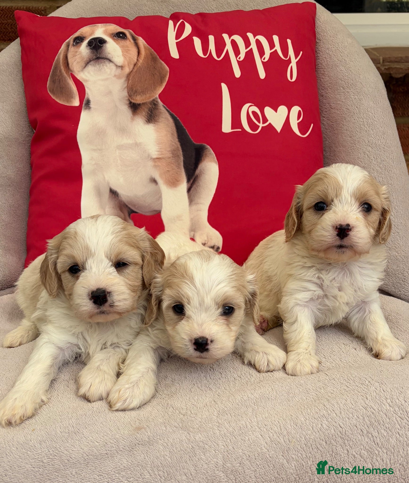 Cavachon dogs Cavashon puppies  - Advert 1