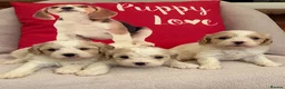 Cavachon dogs for sale: Cavashon puppies  - Advert 1