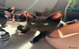 RagaMuffin cats for sale: Ragamuffin kittens  - Image 29