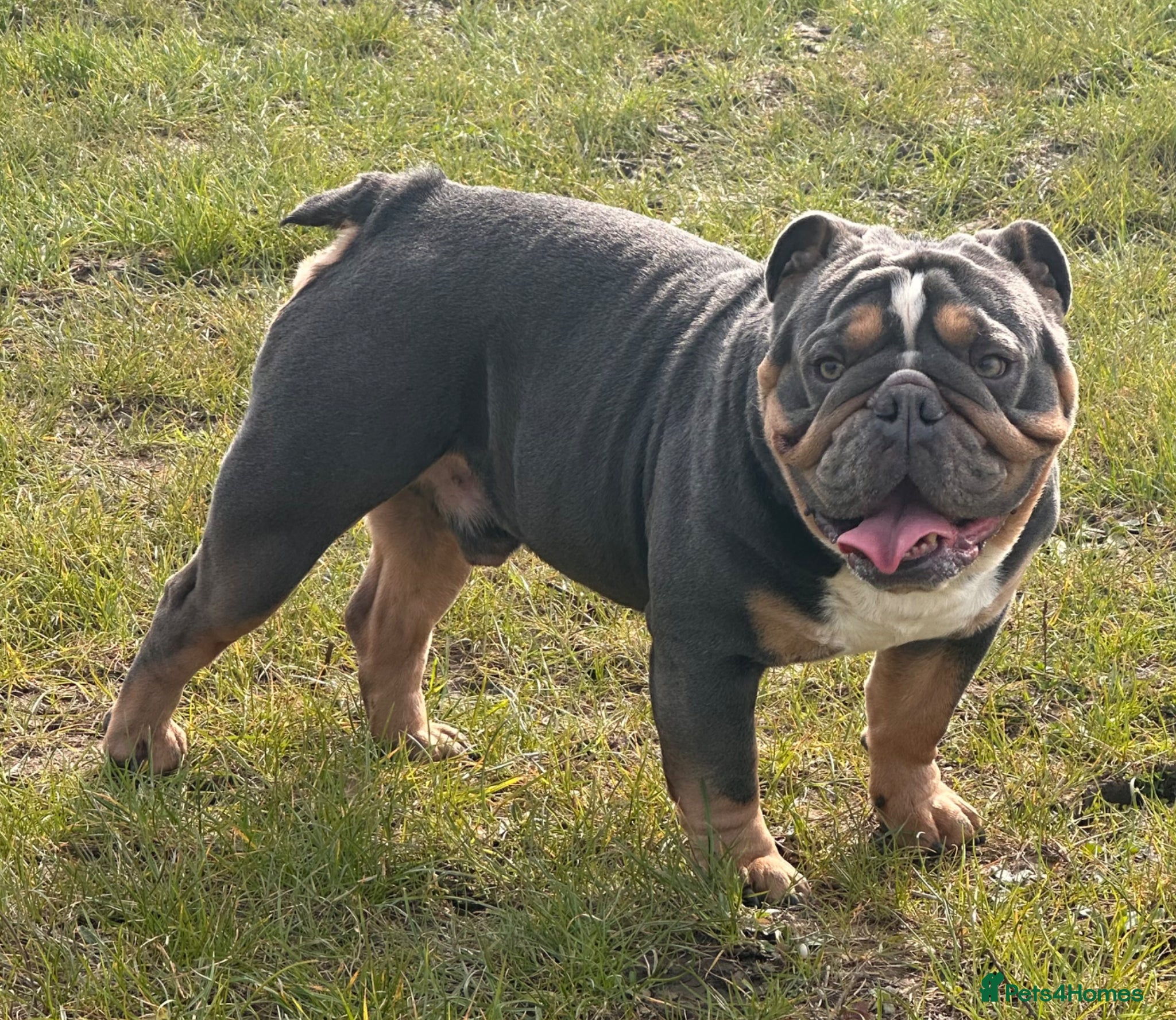 English Bulldog dogs Intact Blue tri male  - Advert 15