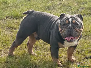 English Bulldog dogs Intact Blue tri male - Advert 15