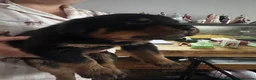 Rottweiler dogs for sale: KC Srb Rottweilers 19 champion winning bloodlines - Advert 33