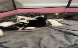 Mixed Breed cats for sale: kittens for sale not ready to leave yet - Image 2
