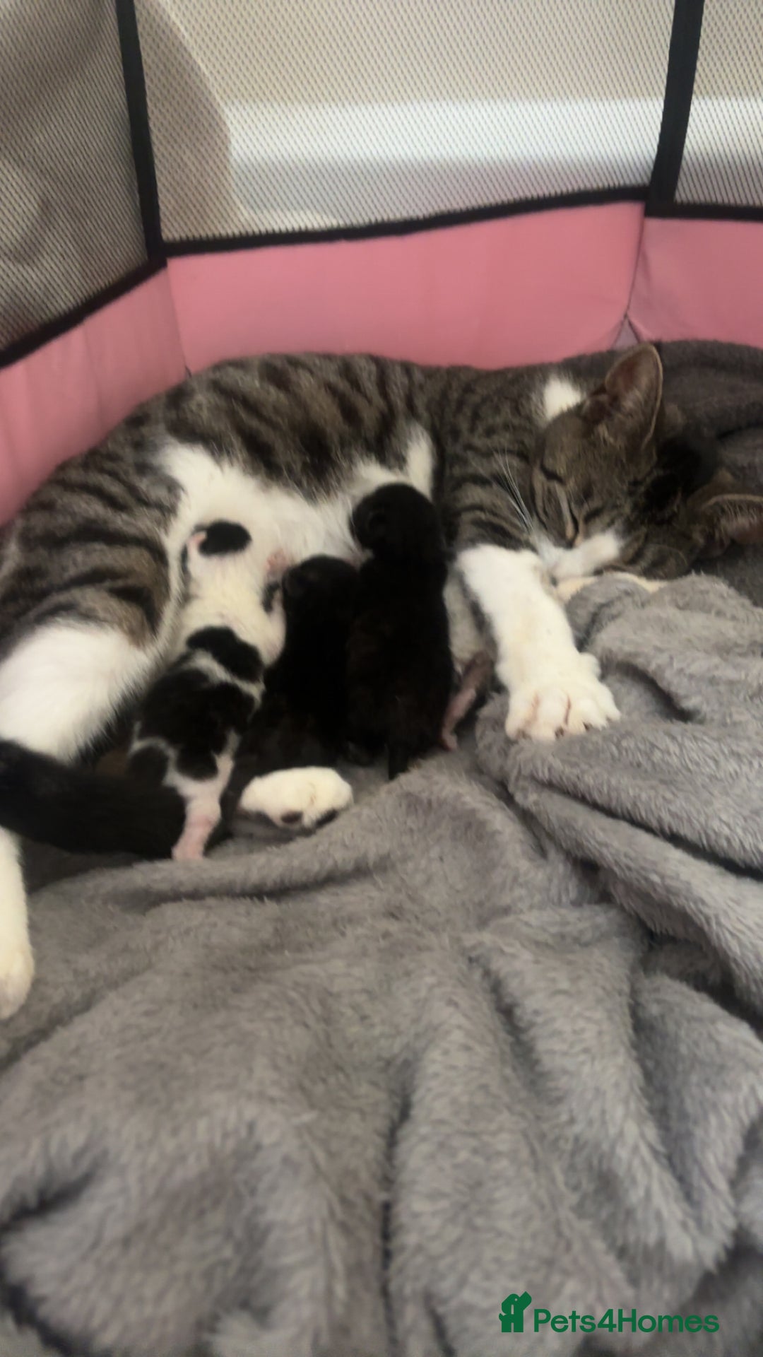 Mixed Breed cats for sale: kittens for sale not ready to leave yet - Image 2