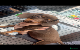 Dachshund dogs for sale: READY TO GO Dachshund Puppies dapple+chocolate - Image 33
