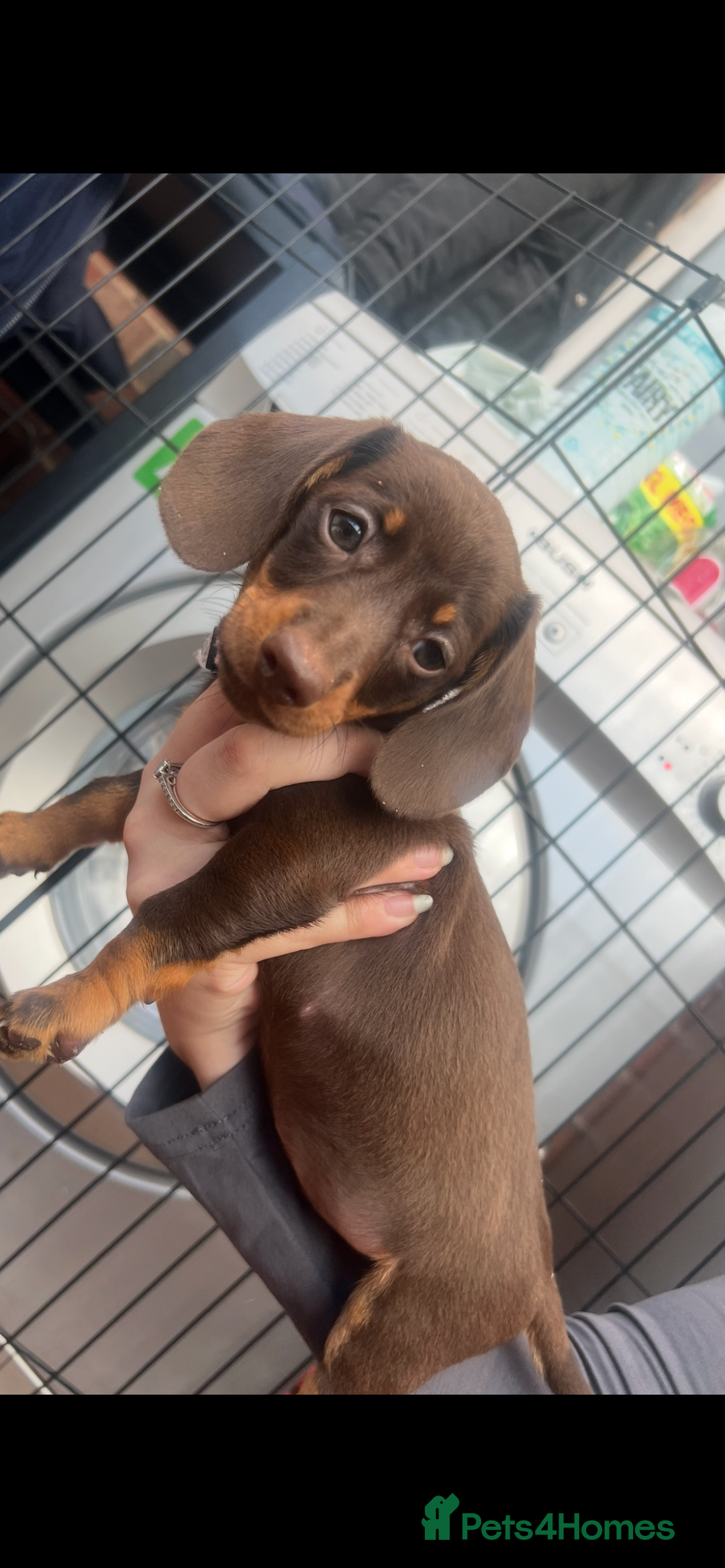 Dachshund dogs for sale: READY TO GO Dachshund Puppies dapple+chocolate - Image 33