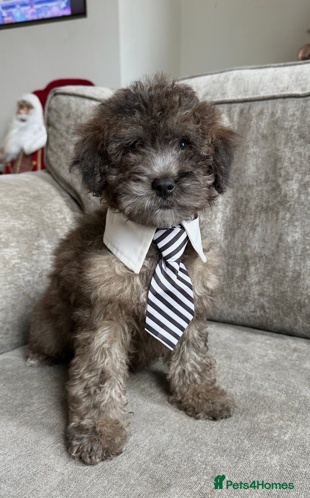 Cockapoo dogs for sale: Outstanding Cockapoos’s  - Advert 12