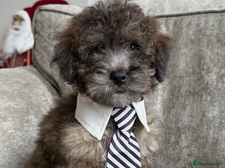 Cockapoo dogs Outstanding Cockapoos’s - Advert 2