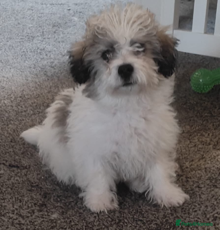 Maltipoo dogs Maltipoo Puppy - Advert 1