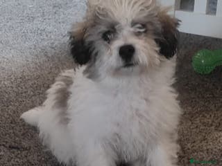 Maltipoo dogs Maltipoo Puppy - Advert 1