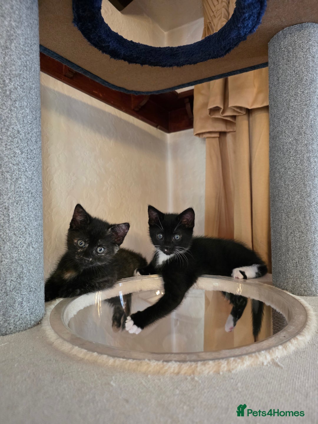 Domestic Shorthair cats for sale: Adorable Male Kitten for Sale 🐾 - Image 4