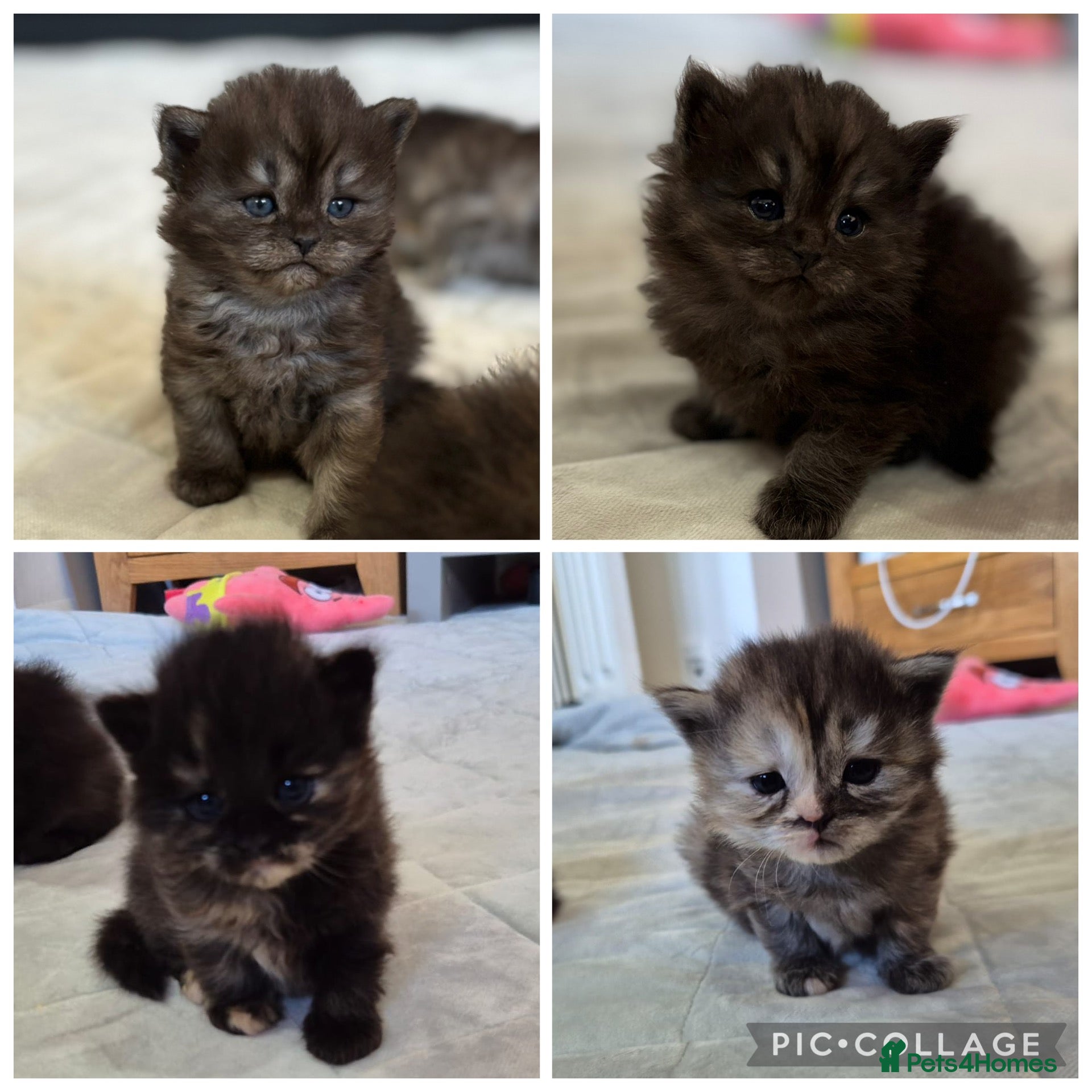 Persian cats for sale: Persian Kittens – 4 Females - Advert 1