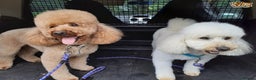 Miniature Poodle dogs for stud: Russet Red Health Tested Miniature Poodle Stud in Warwick - Advert 4