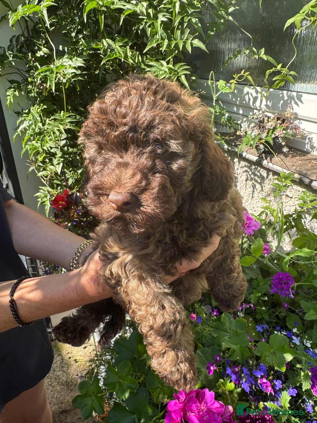Cavapoo dogs for sale: Beautiful Toy F1b Cavapoo puppies  in Liskeard - Image 35