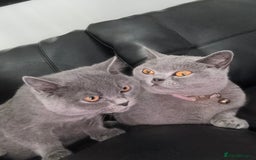 British Shorthair cats for sale: British Short hair - Image 1