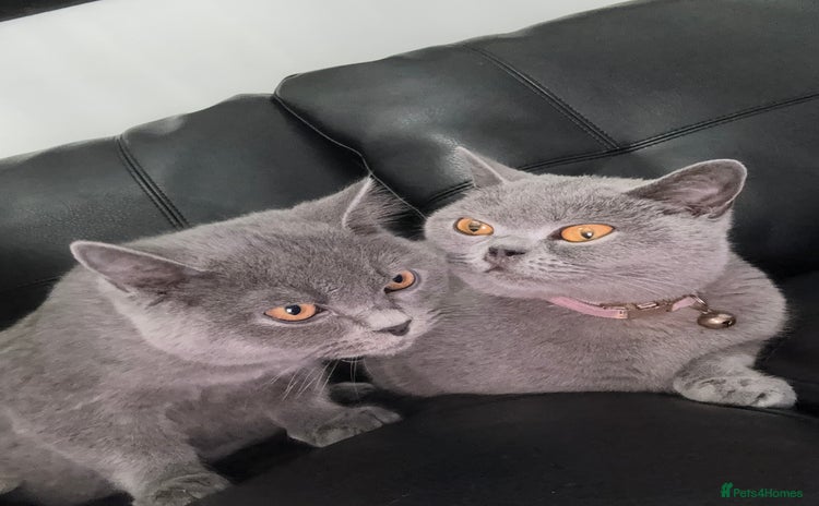 British Shorthair cats - Advert 1